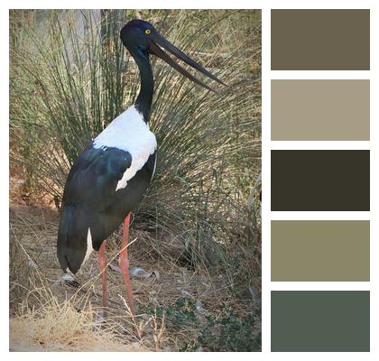 Phone Wallpaper Jabiru Black Necked Stork Image